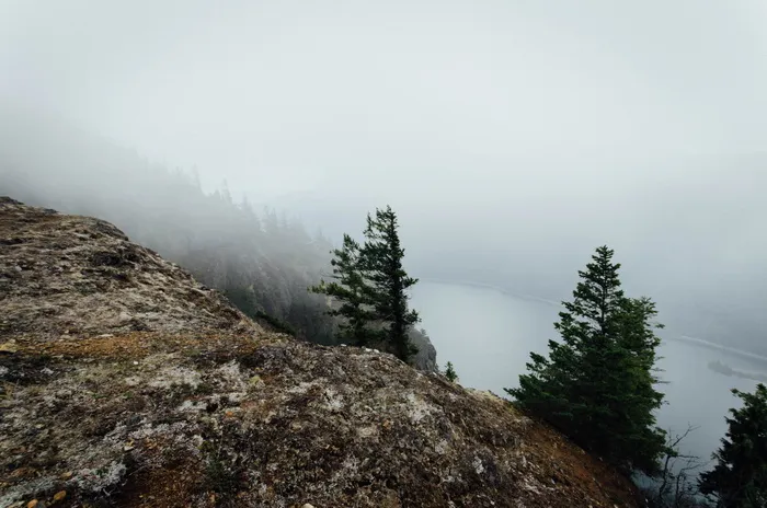 雾天青松连山