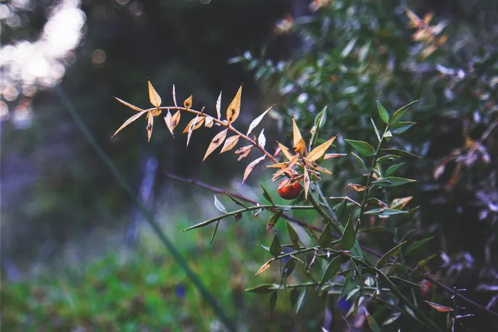 红圆果黄绿叶微距摄影