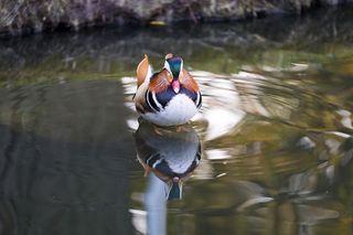 鸭, 鸳鸯, 鸳鸯, 亚洲, 鸟, 水禽, 多彩, 颜色
