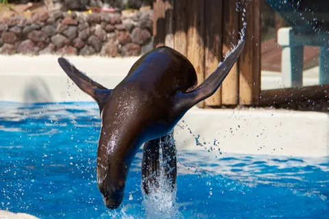 密封, 跳转, 壮举, 游泳, 盛装舞步, 水, 哺乳动物, 驯服