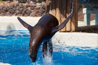 密封, 跳转, 壮举, 游泳, 盛装舞步, 水, 哺乳动物, 驯服