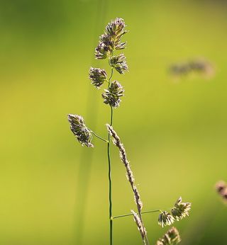 草，美，夏天，绿色，黄色，特写，宏观，自然