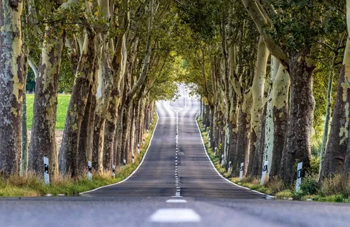 林荫道,树木,自然,景观,远离,林荫道,道路,树木 林荫道,树木,自然,景观,远离,林荫道,道路,树木