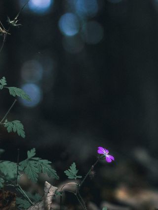 福雷斯特, 苏格兰, 花, 散景, 秋季, 树, 摄影, 照片