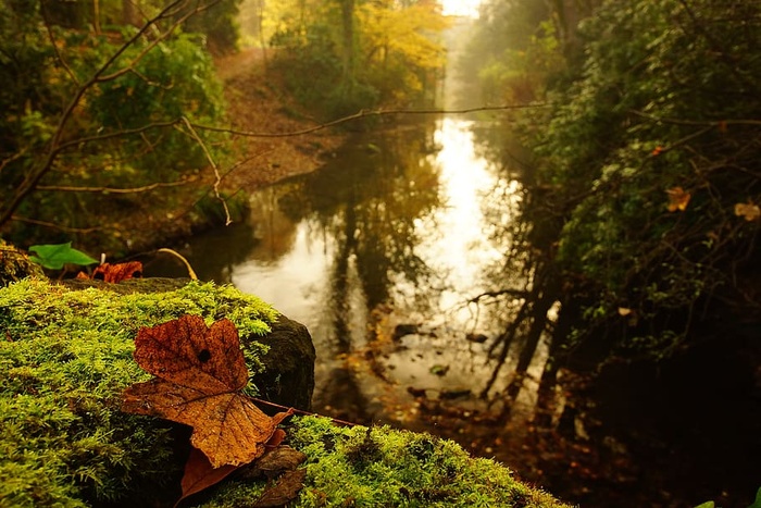溪流附近岩石上的棕色枫叶