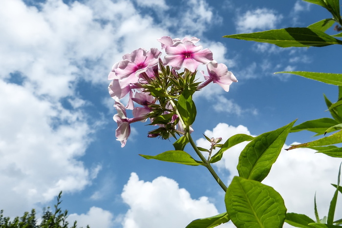 福禄考、花朵、粉色、植物、天空、开花植物、清新、美丽