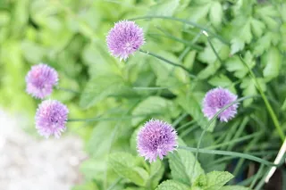 大蒜，绿色，紫色，植物，花园，花卉，开花植物，植物