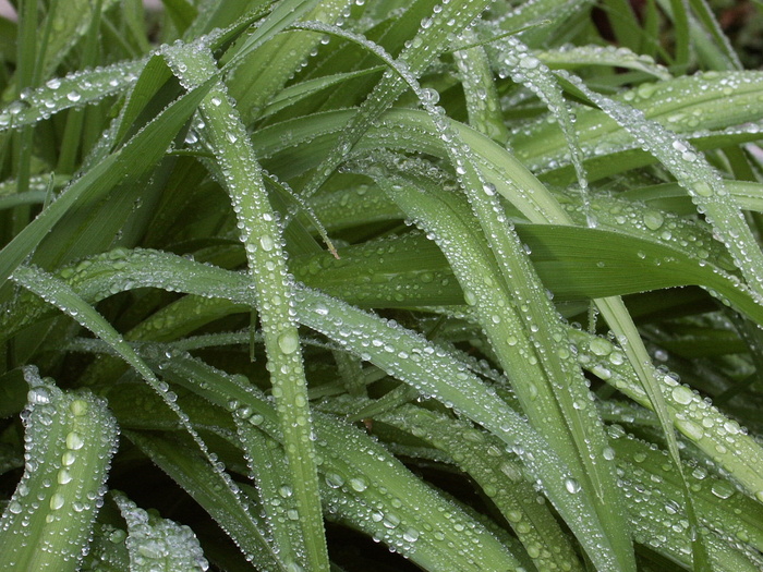 露水，水滴，自然，雨滴，水滴，床单，草叶，下雨的天气