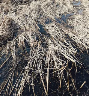 自然、户外、冰、霜、雪、乌克兰、基辅、植物