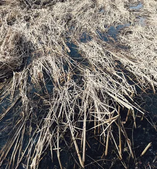 自然、户外、冰、霜、雪、乌克兰、基辅、植物