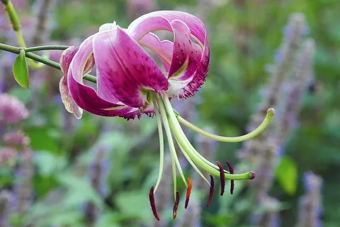 百合是一种亚洲百合，原产于中国、日本、韩国和俄罗斯远东地区。