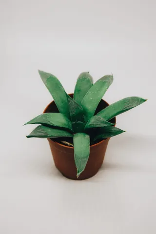 绿色盆栽多汁植物