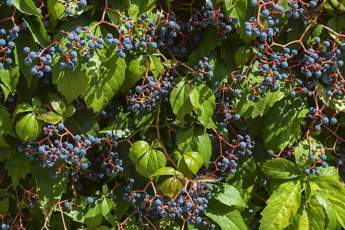葡萄园，葡萄藤，葡萄，葡萄酒，葡萄，背景，春天，绿色
