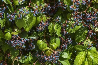 葡萄园，葡萄藤，葡萄，葡萄酒，葡萄，背景，春天，绿色