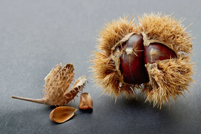 山毛榉、栗子、带刺、秋季装饰、食用、棕色、植物、自然