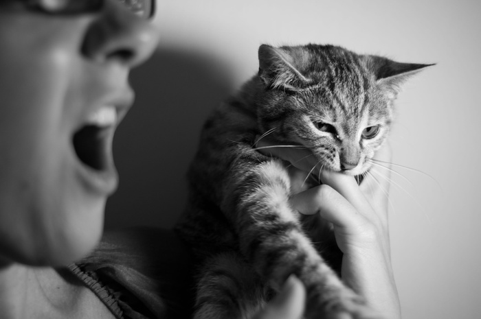 抱着猫的人的灰度摄影
