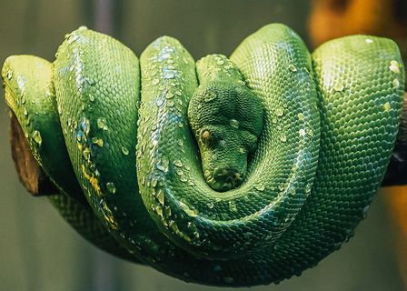 爬行动物，蛇，动物，绿蛇，自然，绿色，动物园，野生动物