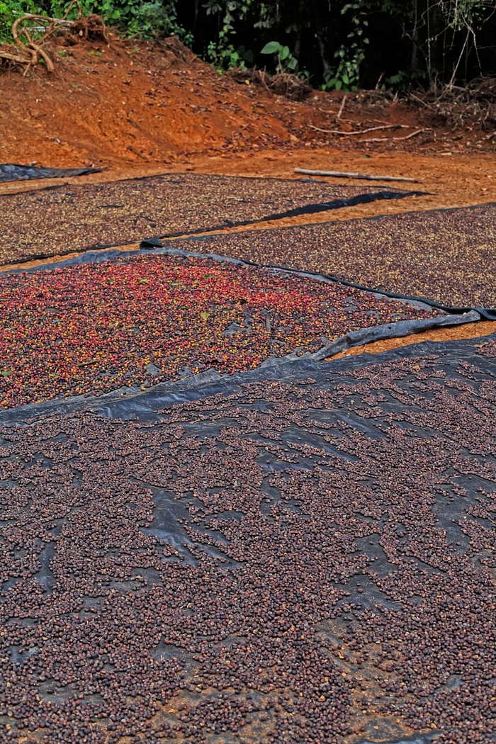 巧克力、蛋糕、甜点、糕点、厨师、克里斯蒂安娜、哥斯达黎加、绿色