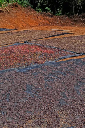 巧克力、蛋糕、甜点、糕点、厨师、克里斯蒂安娜、哥斯达黎加、绿色