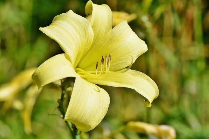 百合，开花，开花，百合，雄蕊，雌蕊，开花，春天