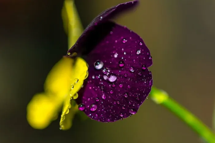 特写摄影水露珠，紫色，花朵，特写，摄影，水滴，水，花瓣