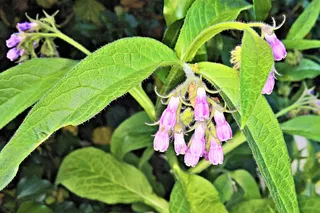 花，野花，钟形花，粉色花，春天，植物部分，叶子，植物