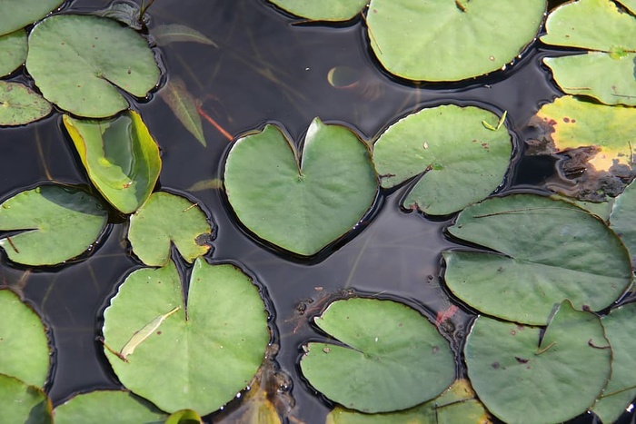 水，沼泽，池塘，湖泊，莉莉，莉莉帕德，莉莉，自然
