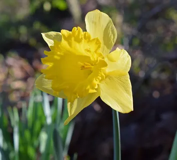 水仙花,花,开花,开花,球茎,花园,自然,春天 水仙花,花,开花,开花,球茎,花园,自然,春天