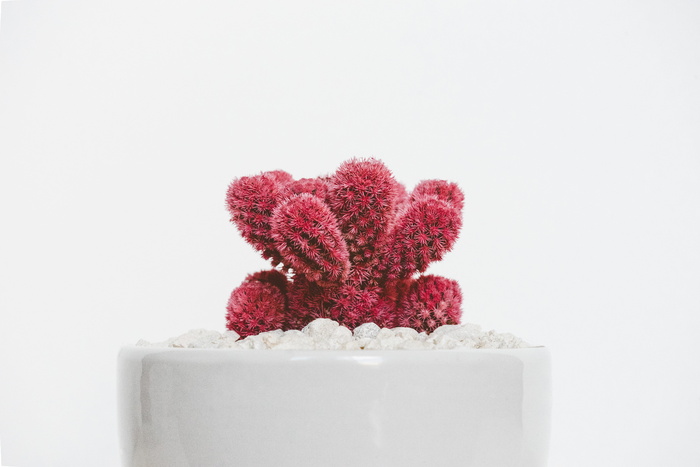 植物，花园，花，花瓣，红，白，美学，盆栽