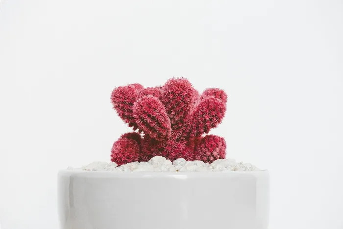 植物，花园，花，花瓣，红，白，美学，盆栽
