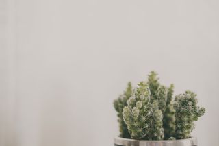 银盆里的绿色仙人掌