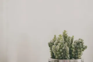 银盆里的绿色仙人掌