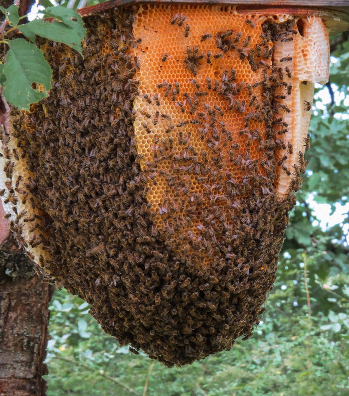 蜂群，蜜蜂，蜂巢，树，动物，昆虫，蜂巢，蜂蜜