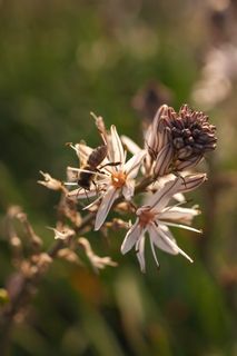希腊, 阿利莫斯, 帕尼山, 花, 植物, 春天, 自然之美, 非城市场景