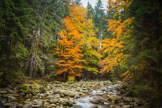树，叶子，自然，河，秋天，颜色，巨山，景观