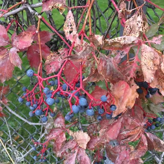 葡萄，红叶，秋叶，秋天，方形，蓝色浆果，植物，植物部分