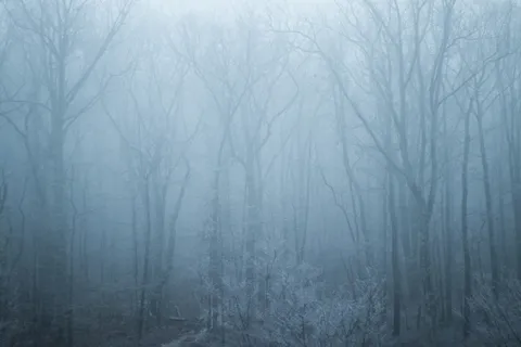 雾天无叶树木的景观摄影