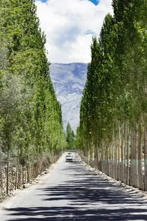 树,大道,美,路,印度河,喜马拉雅山,山脉,gb 树,大道,美,路,印度河,喜马拉雅山,山脉,gb