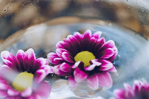 水中的花朵特写照片 水中的花朵特写照片