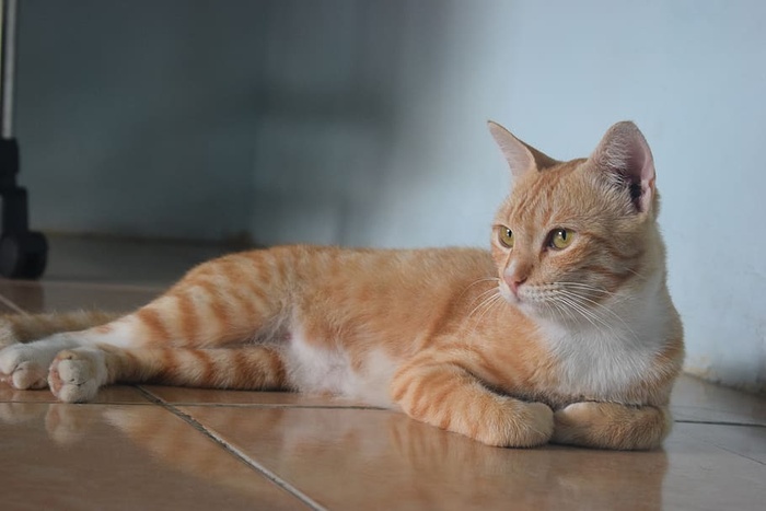 猫，宠物，动物，肖像，友谊，可爱，家养，哺乳动物