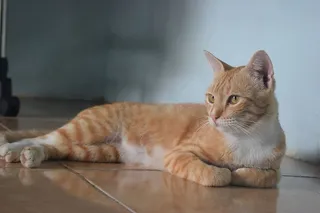 猫，宠物，动物，肖像，友谊，可爱，家养，哺乳动物