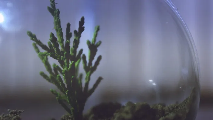 植物，水族馆，展示，玻璃，碗，土壤，小，绿色