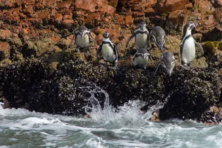 企鹅在水中潜水