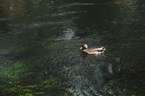 河流，水，水流，自然，湖泊，游泳的动物，鸟，鸭