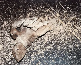 树皮，腐烂，心脏，木材，没有人，骨头，特写，自然