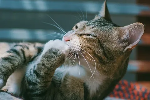 棕色斑猫 棕色斑猫
