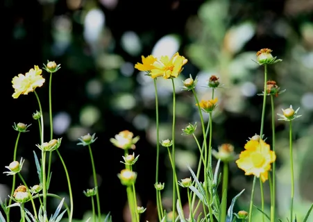 雏菊, 黄色, 茎, 直立, 长, 花园, 开花植物, 花 雏菊, 黄色, 茎, 直立, 长, 花园, 开花植物, 花