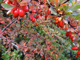 秋季, 秋天的心情, 树枝的细节, 怀旧之情, 景观, 性质, 树, 服饰