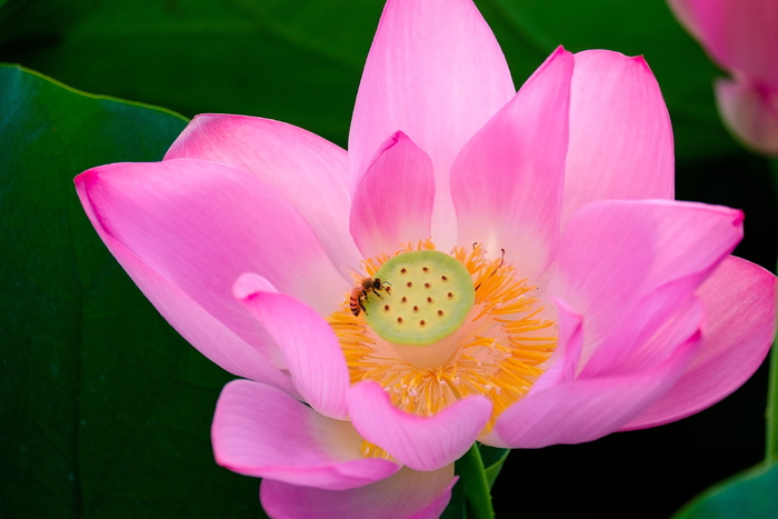 特写摄影，粉色，莲花，莲花，初夏，夏天，花朵，开花植物