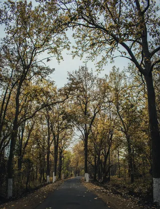 自然，树木，l，景观，树木，森林，绿色，木材